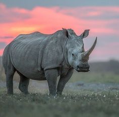 a rhino standing on top of a grass covered field next to a pink and blue sky