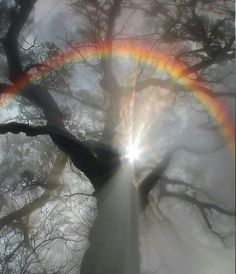 a rainbow shines through the foggy trees