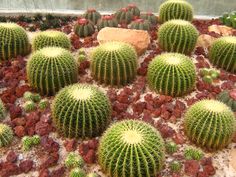 many green cactus plants with rocks in the background