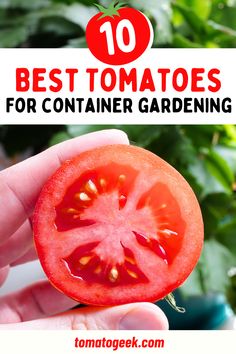 best tomatoes for container gardening Tomato In Container, Tomato Plants In Pots, Tomatoes In A Pot, Tomato Container Gardening, Patio Tomatoes, Growing Cherry Tomatoes, Planting Tomatoes, Growing In Pots, Gardening In Small Spaces