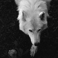 a white wolf standing on top of a grass covered field next to a rock and tree