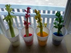 four small pots with plants in them sitting on a window sill