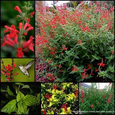 many different types of flowers and plants in the same photo, including one hummingbird