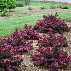 purple flowers are growing in the middle of some mulchy grass near a lawn