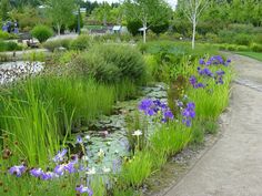 purple flowers are growing along the edge of a small pond in a green park area