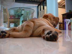 a brown dog laying on the floor next to a table