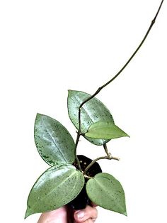 a hand holding a plant with leaves and water droplets on it's stems, against a white background