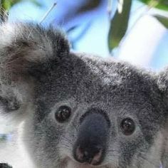 a koala bear sitting on top of a tree branch