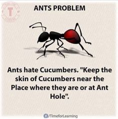 an ant with the caption ants hate cucumbers keep the skin of cucumbers near the place where they are or at ant hole