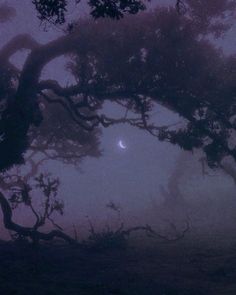 the moon is shining through the foggy trees