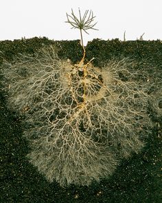 an image of a plant that is growing out of the ground with roots on it