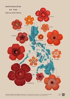 an illustrated map shows the different types of flowers