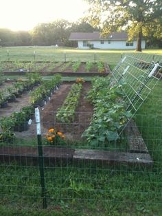 an outdoor garden with lots of plants growing in the ground and fenced off area