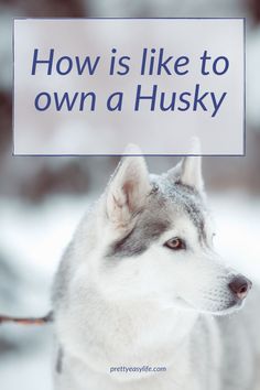 a husky dog holding a sign that says how is like to own a husky?