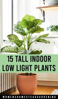 a potted plant with the words 15 tall indoor low light plants