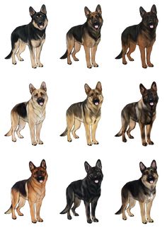 a group of dogs standing next to each other in front of a white background,