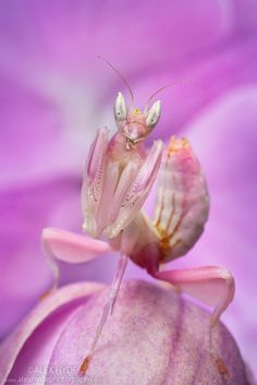 a close up of a praying mantisbee on a purple flower