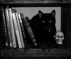 Gothic Academia, Black Cat Aesthetic, Blessed Be, Gothic Aesthetic, Season Of The Witch, Goth Aesthetic, Cat Aesthetic, Red Aesthetic, Phone Themes