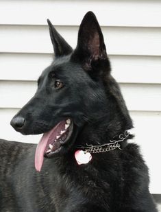 Black Dutch Shepherd, Dutch Shepherd Dog, Military Service Dogs, Dog Treadmill, Dutch Shepherd, Belgian Sheepdog, Jerry Lee