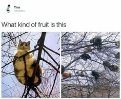 an image of cats in trees with caption that reads, what kind of fruit is this?