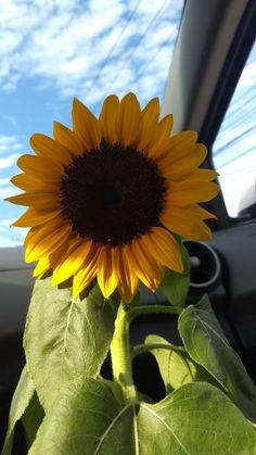 a sunflower in the front seat of a car with blue sky and clouds behind it