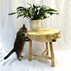 a cat is playing with a potted plant on a wooden table next to a white wall