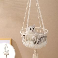 a cat is sitting in a hanging hammock