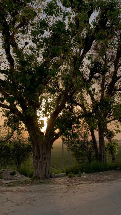 the sun is setting behind some trees on the side of the road in front of a fence