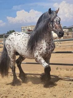 a black and white spotted horse standing in an enclosed area with other horses behind it