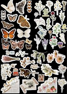 many different types of butterflies and flowers on a black background with white border around them