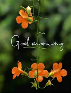 an orange flower with the words good morning on it