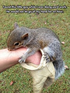 a small squirrel sitting on top of someone's hand while holding it in the palm