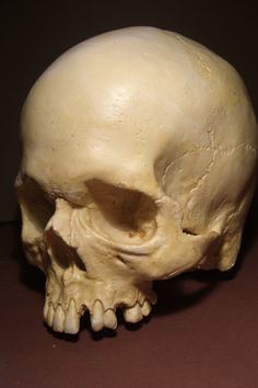 a white human skull on a brown surface