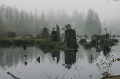 trees are reflected in the water on a foggy day