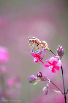 a butterfly sitting on top of a pink flower