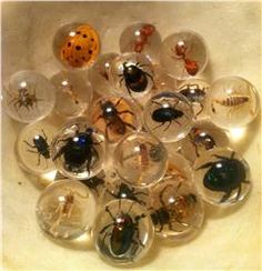 a collection of bugs and insects in glass orbs