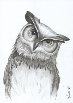 a pencil drawing of an owl with big eyes