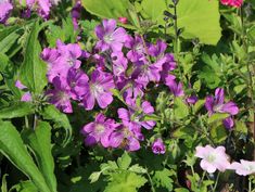 purple flowers are blooming in the garden