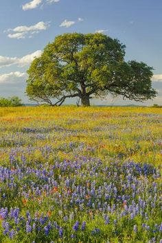 a large tree sitting in the middle of a field full of wildflowers on a sunny day