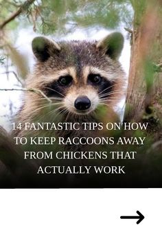 Use these tips and tricks to help you keep raccoons away from chickens. Learn how to protect your flock from predators.