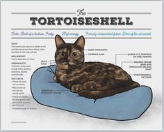 the tortoiseshell cat is sitting on a pillow with information about its features