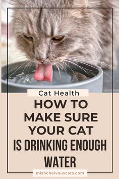 a cat drinking water from a bowl with the caption how to make sure your cat is drinking enough water