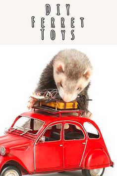 a small red car with a ferret sitting on top of it and the words diy ferret toys above it