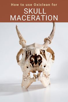 an animal skull with the words how to use oxiclean for skin maceration