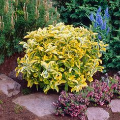 a garden filled with lots of different types of flowers