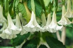 some white flowers hanging from a green tree