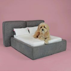 a dog sitting on top of a bed with pillows in front of pink wall behind it