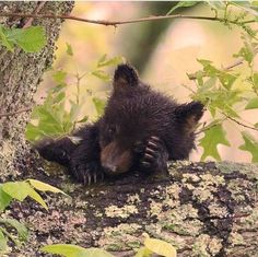 a baby bear is resting on a tree branch