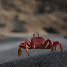 a red crab sitting on top of a rock