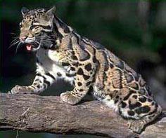 a small leopard sitting on top of a tree branch with its mouth open and tongue out